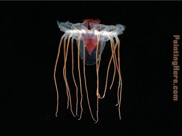Jellyfish 1 painting - Sea life Jellyfish 1 art painting